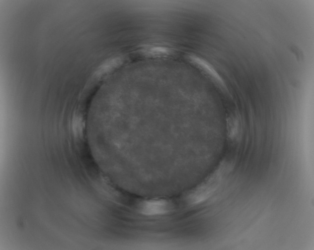 X0000113260669200910081340