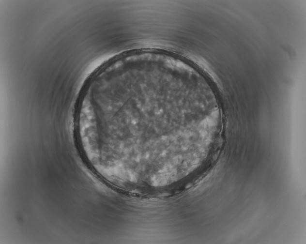 X0000113261024200910081335