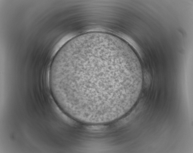X0000113261290200910081332