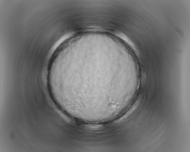 X0000113261325200910081331