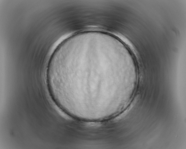 X0000113261333200910081331