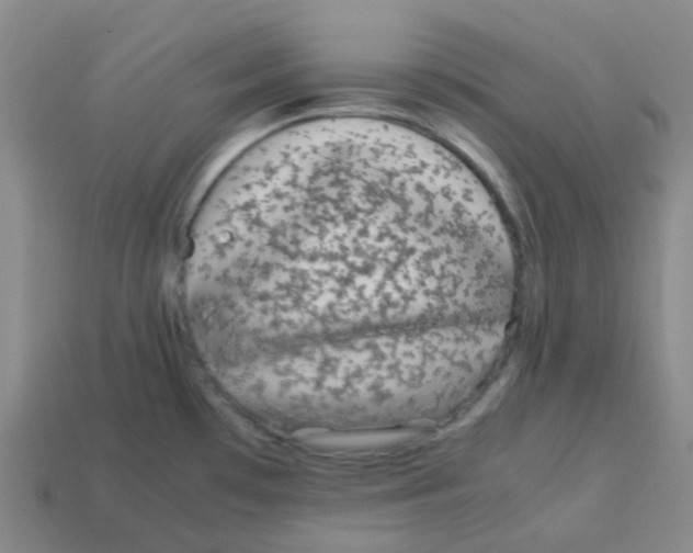 X0000113261481200910081329