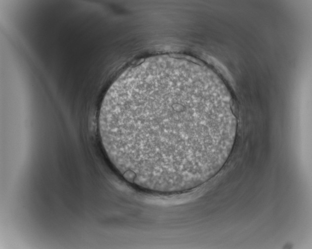 X0000113260017200910221048