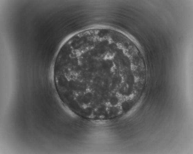 X0000113260862200910221038