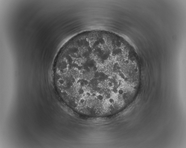 X0000113260879200910221037