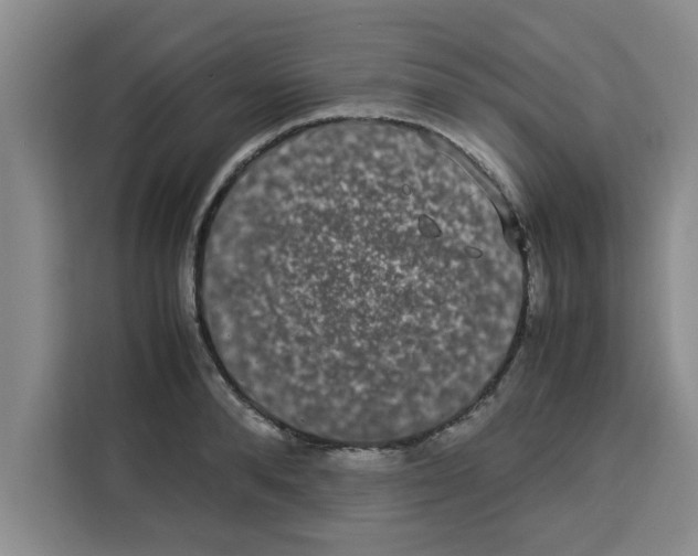 X0000113260896200910221037