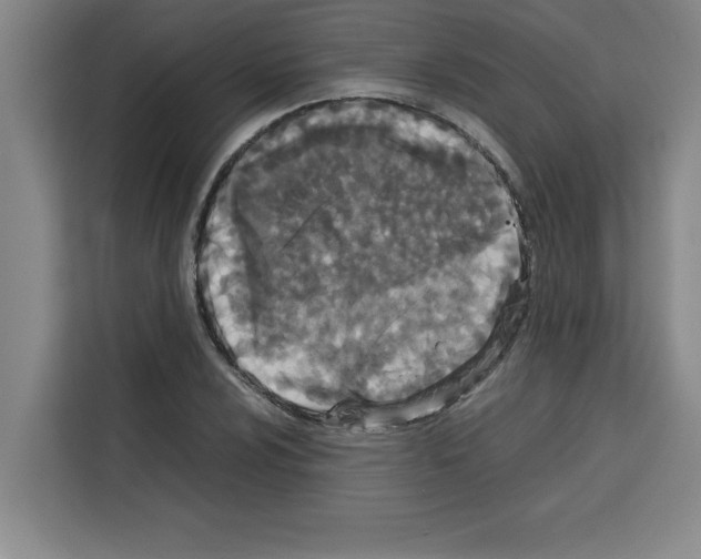 X0000113261024200910221035