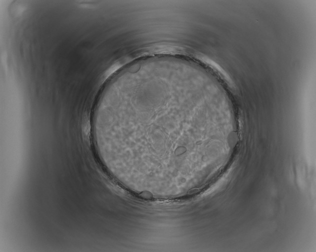 X0000113261065200910221034