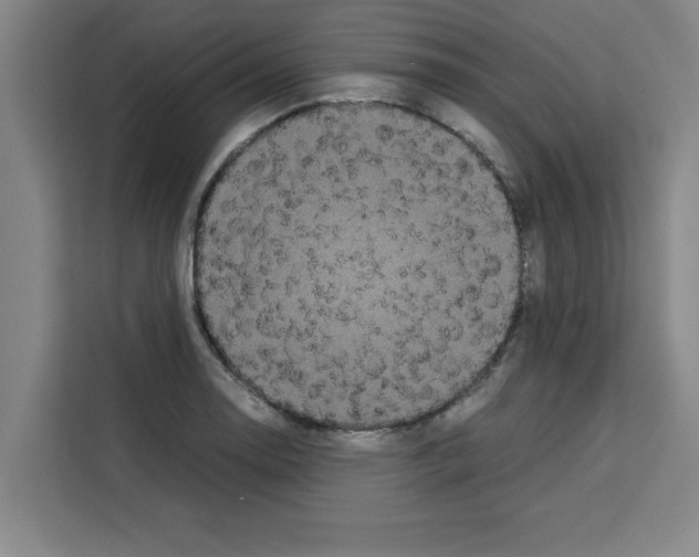 X0000113261130200910221034