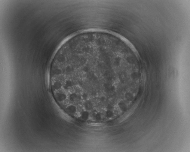 X0000113261295200910221031
