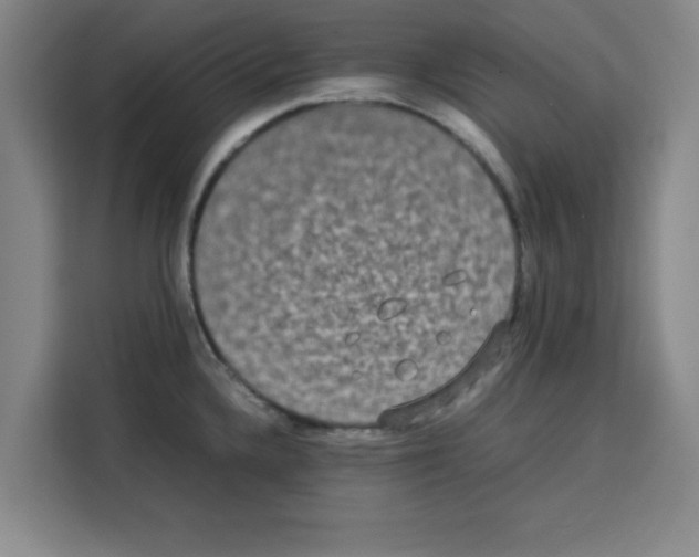 X0000113261336200910221031