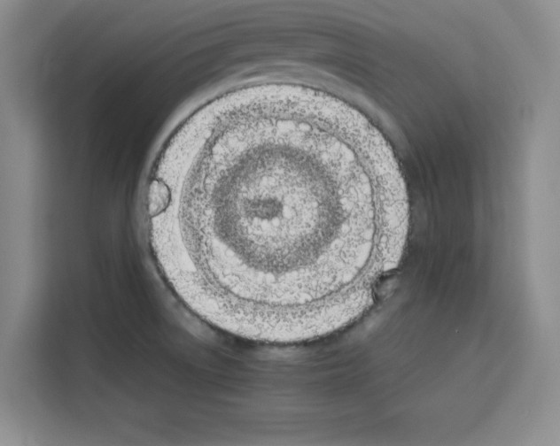X0000113261522200910221029
