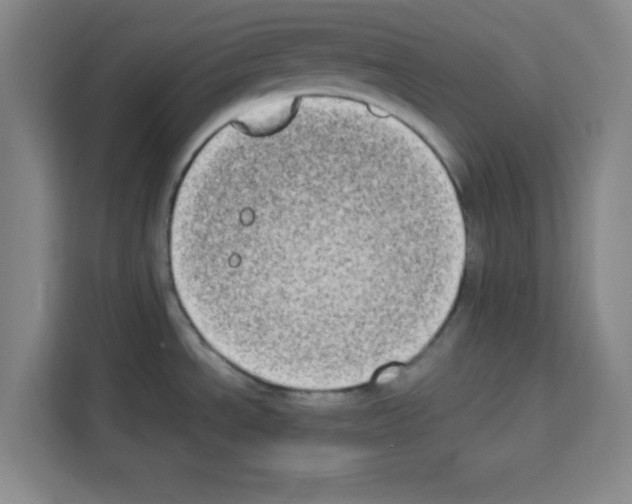 X0000113261534200910221029