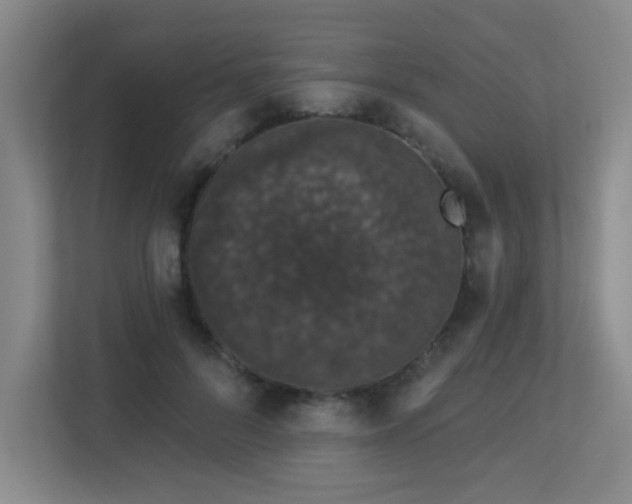 X0000113270696200909101519