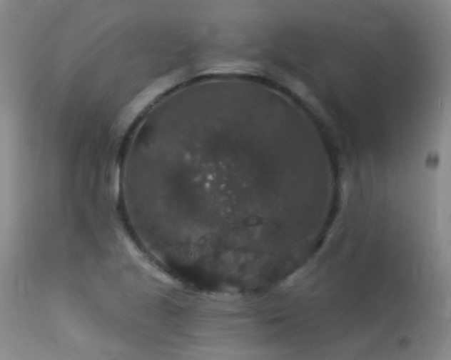 X0000113271221200909171706
