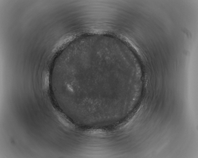 X0000113270685200910011428