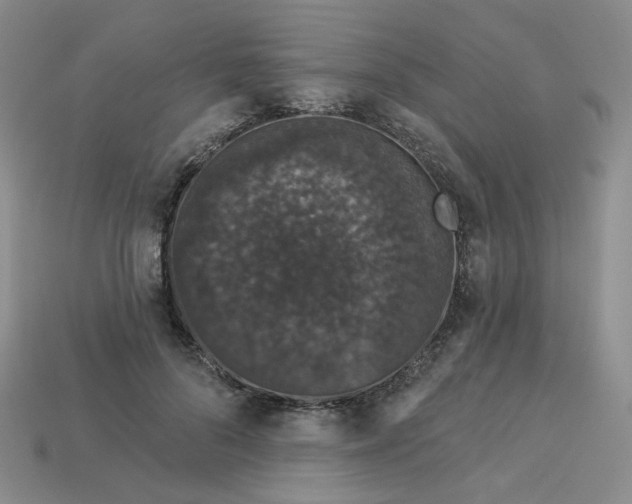 X0000113270696200910011428