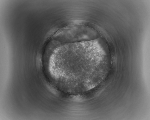 X0000113270688200910221059