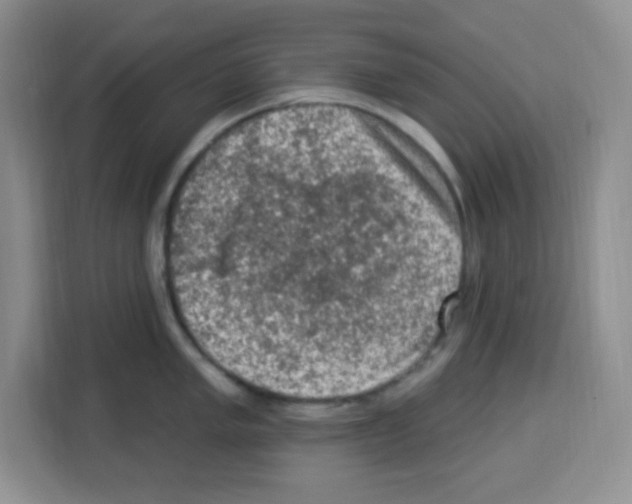 X0000113271005200910221055