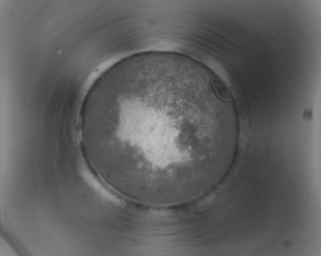 X0000113281080200909211034