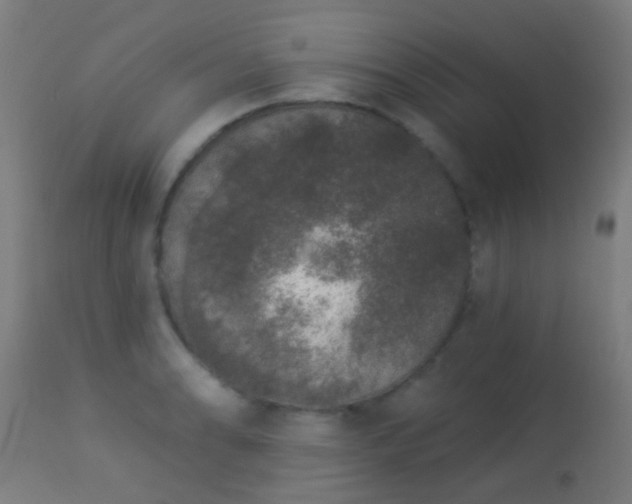 X0000113281086200909211034