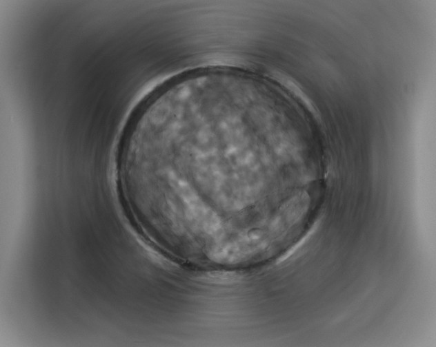 X0000113281024200910051036