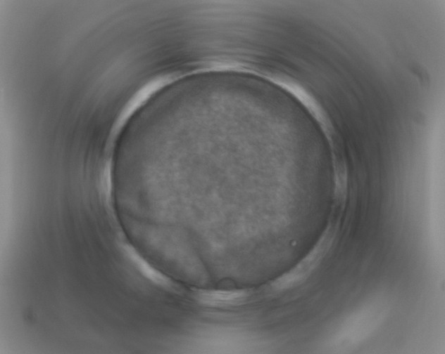 X0000113281294200910130957