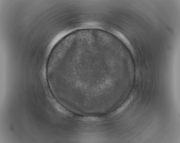 X0000113281336200910130957