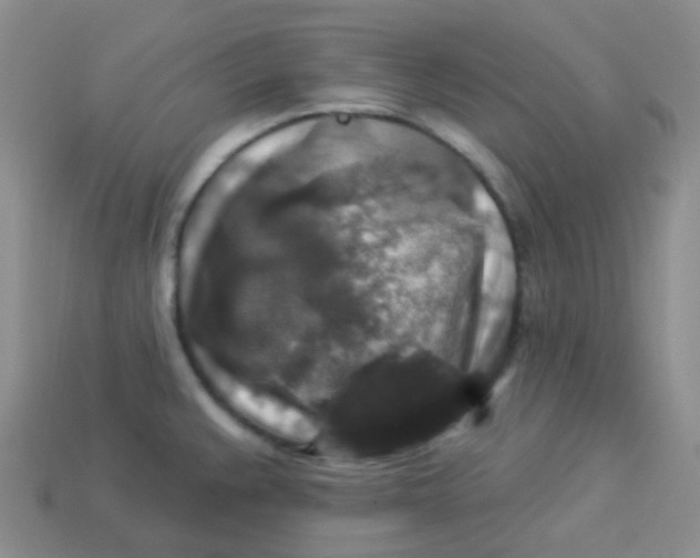 X0000113281383200910130956