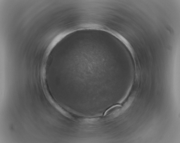 X0000113281389200910130956