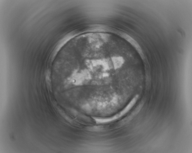 X0000113281481200910130955