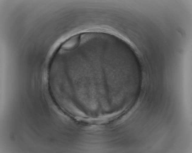 X0000113281506200910130954