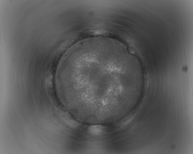 X0000113290269200909211110