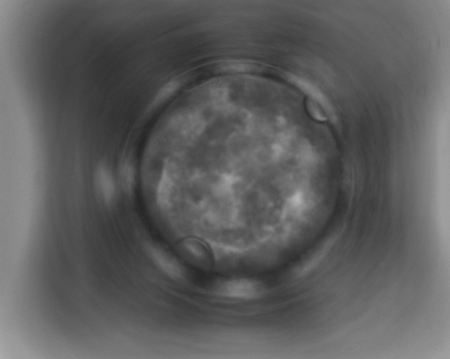 X0000113290063200910051109
