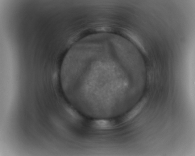 X0000113290265200910051106
