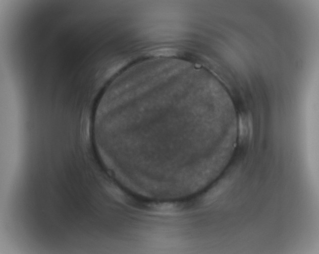 X0000113290301200910051106