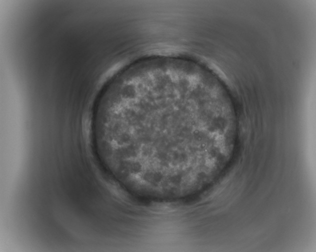 X0000113290679200910051101