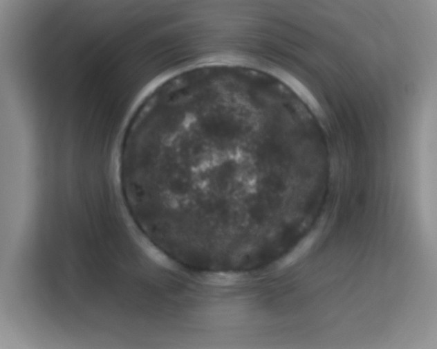 X0000113290854200910051059