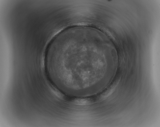 X0000113300299200909281110