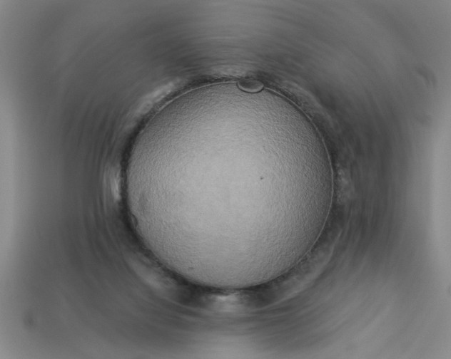 X0000113300068200910051051