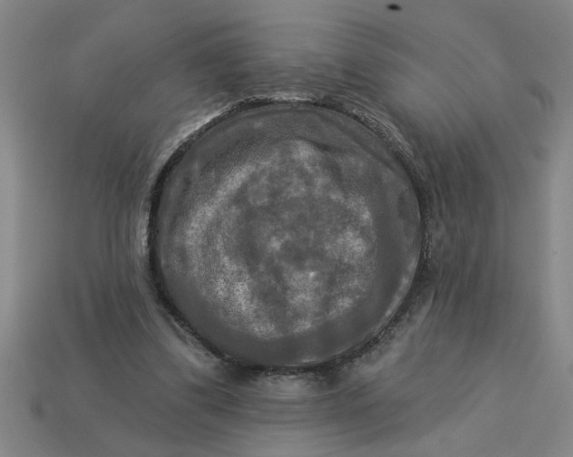 X0000113300299200910051048