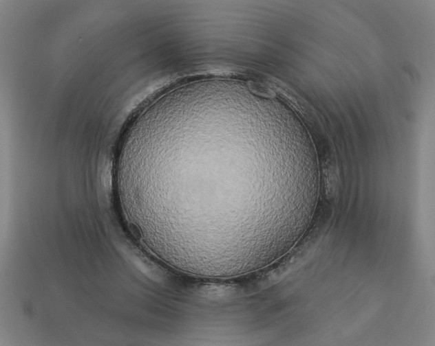X0000113300350200910051047
