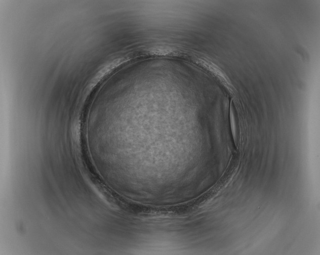 X0000113300626200910051043