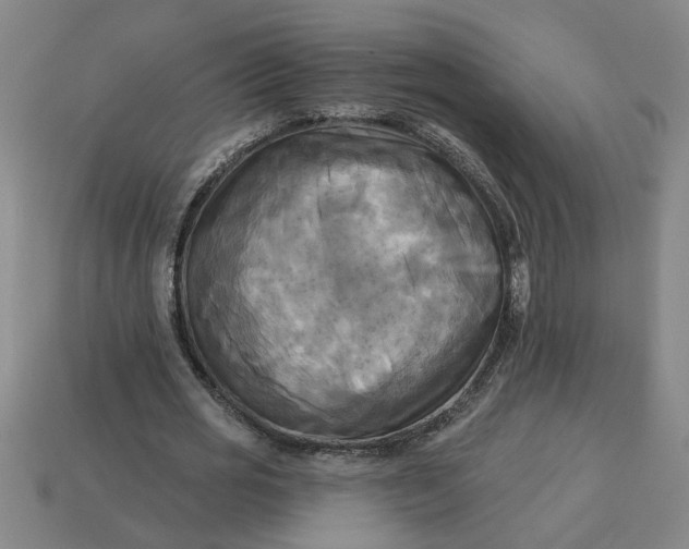 X0000113300725200910051042