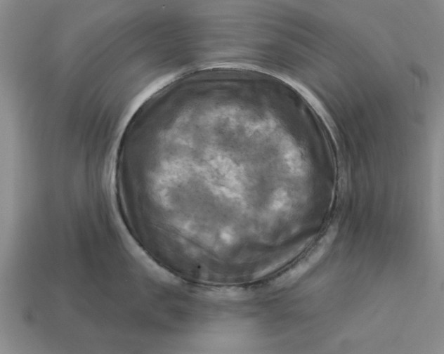 X0000113300957200910051039