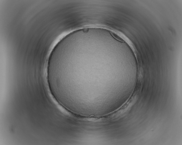 X0000113301005200910051038