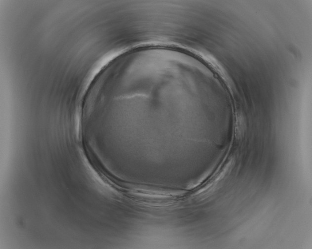 X0000113301295200910051034