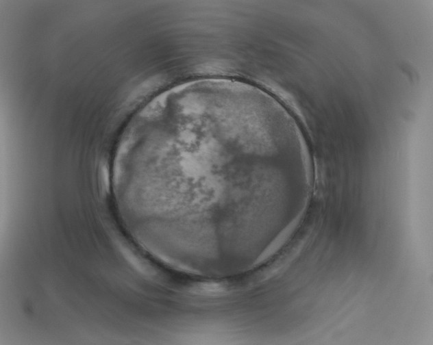 X0000113300061200910131056