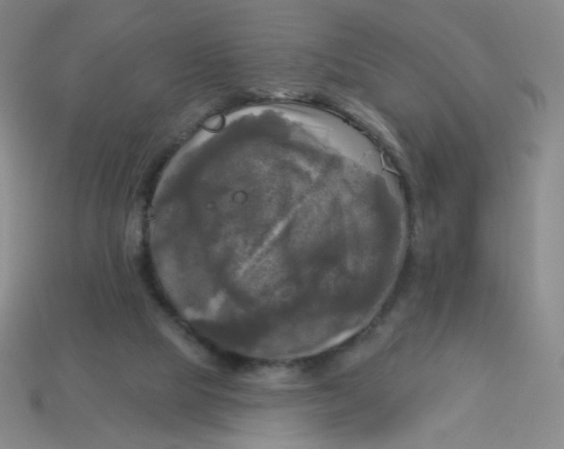 X0000113300065200910131056