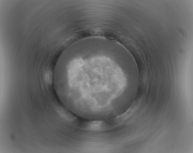 X0000113300090200910131056